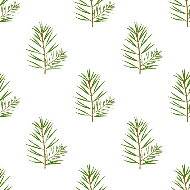 青翠的松枝在白色的底色上，有质感。图片下载