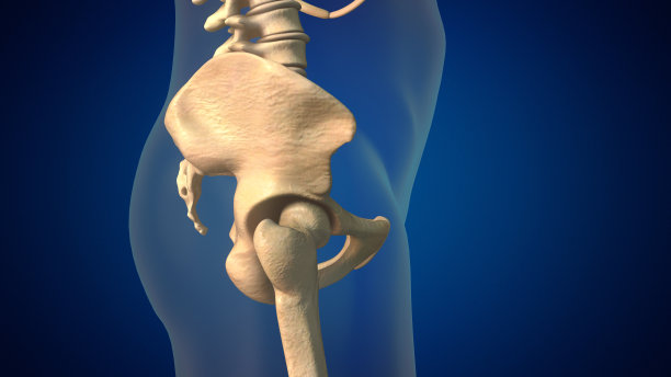 有骨盆医学背景的人类脊柱图片下载