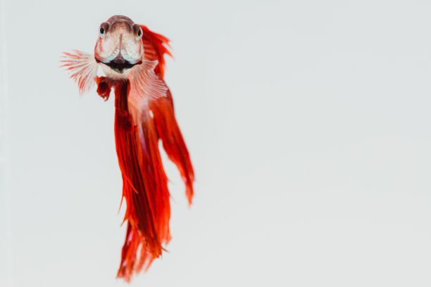 一只红色长尾斗鱼在白色背景的鱼缸里游泳。图片下载
