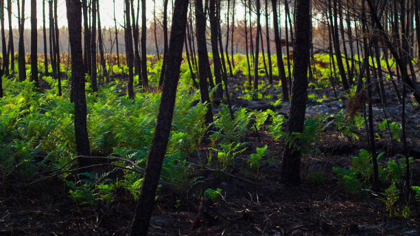 兰迪斯拉斯烧焦的松树林图片下载