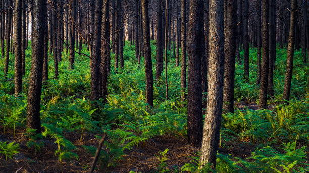 兰迪斯拉斯烧焦的松树林图片下载
