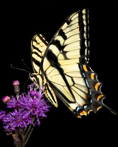 一只孤立在黑色背景上的虎燕尾蝶的垂直镜头图片下载