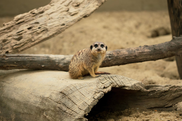 可爱的微笑Suricate，动物在动物园的照片图片下载