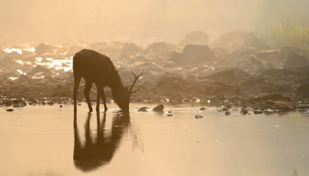 印度国家公园的桑巴鹿在日出时分喝水图片下载