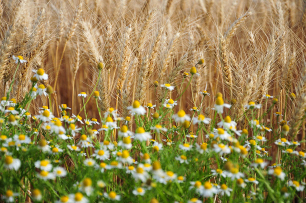 Juan Lacaze, Colonia，乌拉圭农作物种植园的美丽风景图片下载