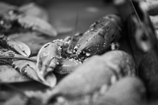 市场上的小龙虾的特写，灰度图片下载