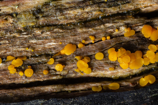 非常小的木耳黄色仙女杯或柠檬迪斯科，柠檬双孢菌，在古老潮湿的木头上图片下载