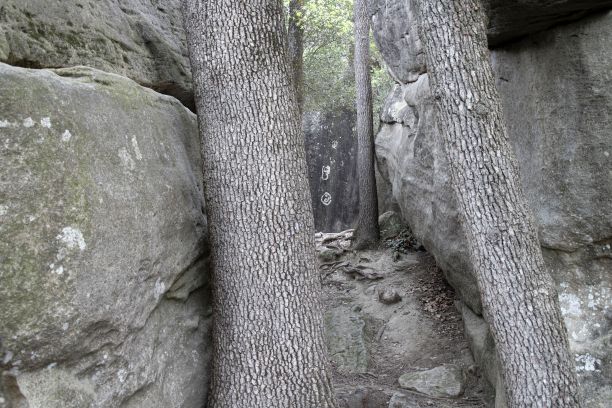 岩石林中的树木特写图片下载