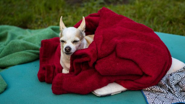 在绿色的草地上，一只裹着红色毯子的睡意朦胧的吉娃娃图片下载