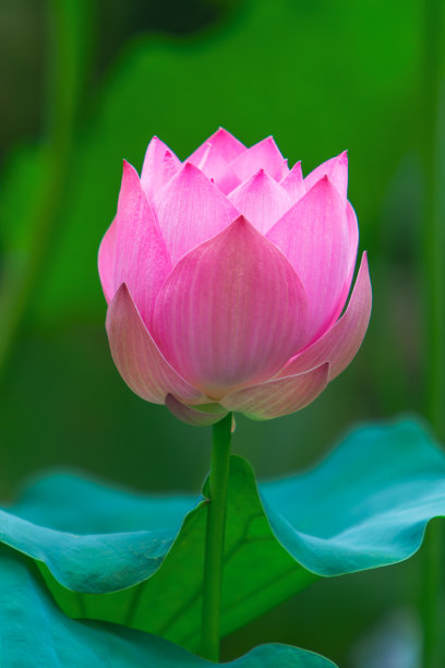 荷花盛开图片下载