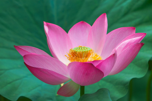 荷花盛开图片下载