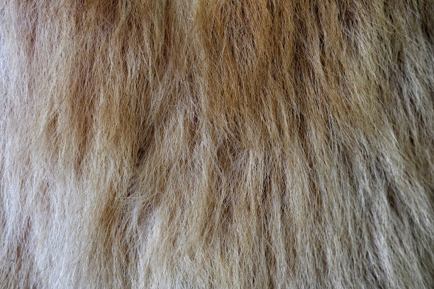 近距离的皮毛棕熊纹理背景。图片下载