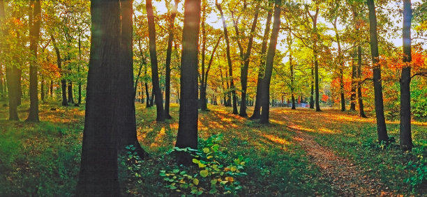 秋天的森林图片下载