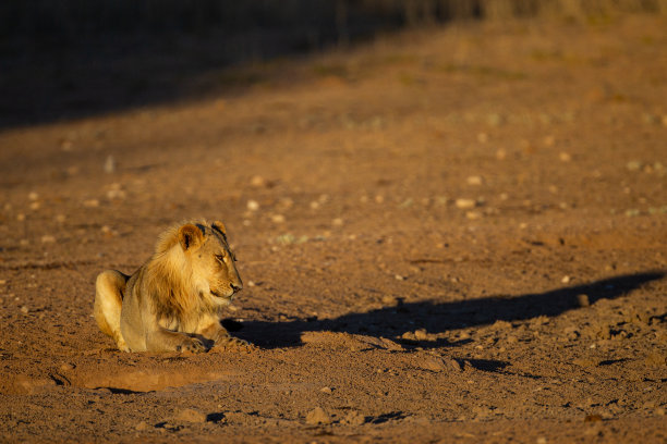 在南非卡拉哈里沙漠，年轻的雄狮在水坑里喝水图片下载