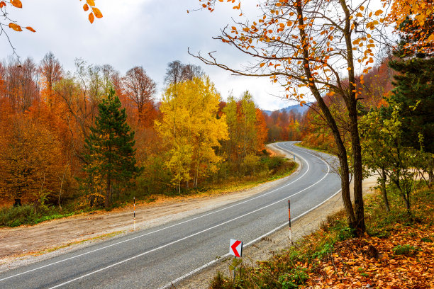 秋林中的道路景观图片下载