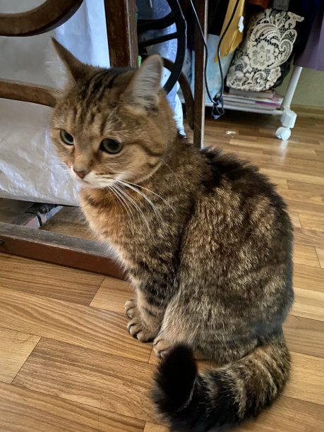 条纹猫图片下载