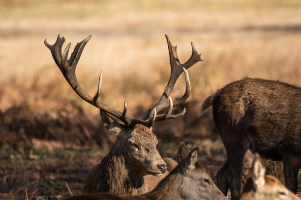 漂亮的鹿，鹿角受损，面朝右坐着图片下载