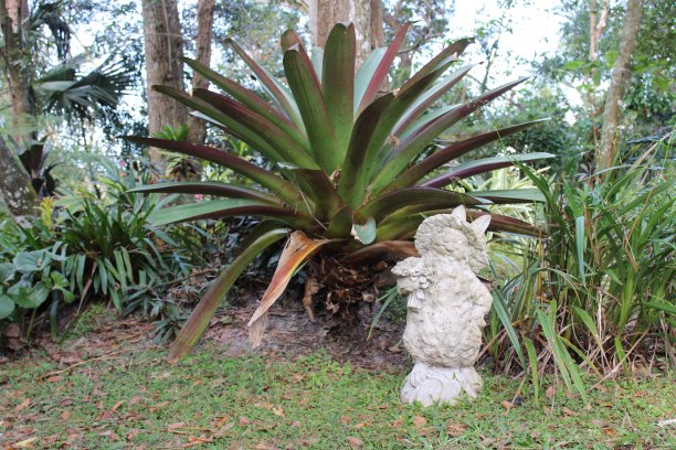 在花园里图片下载