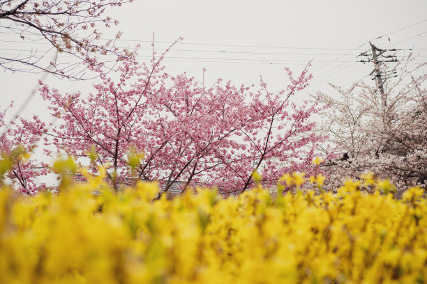 日本福岛花山公园的樱花树(樱花)和美丽的五彩花树图片下载