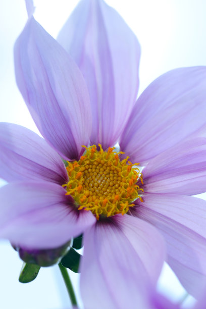 背光照片的大紫藤彩色树大丽花花与明亮的蓝色天空背景。图片下载