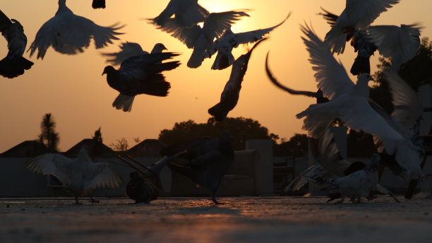 鸟的剪影图片下载