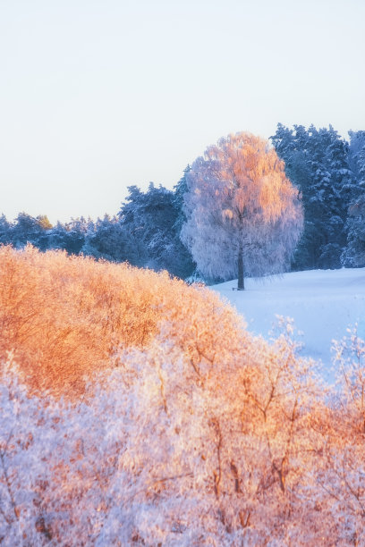 冬天粉色的日落和森林里的雪下的树图片下载
