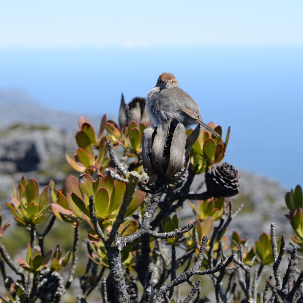 坐在变形植物顶部的Neddicky (Cisticola fulvicapilla)图片下载