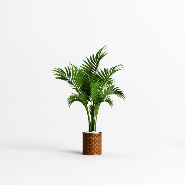 三维插图盆栽棕榈孤立在白色背景图片下载