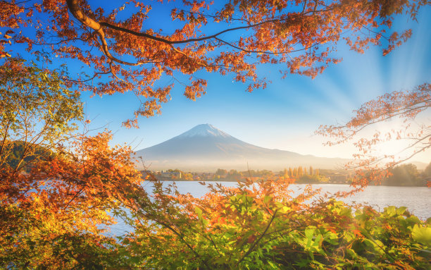 富士山在日本的川口口湖上，夕阳下的秋叶。图片下载