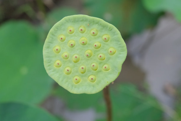 荷花荚的特写照片。图片下载