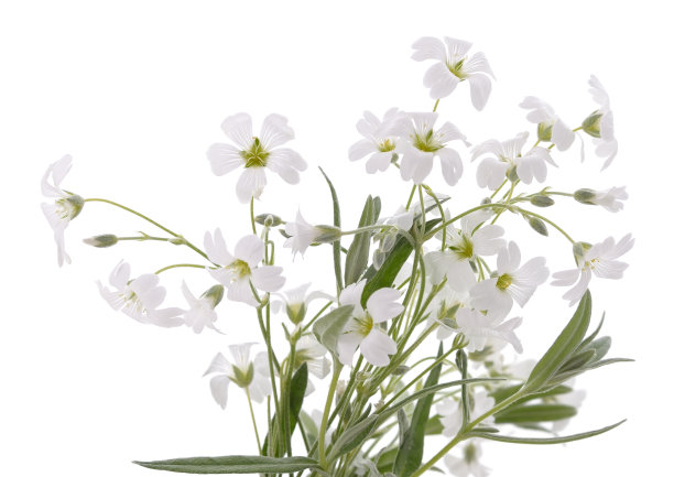 一束白色的花。图片下载