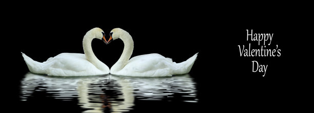 白天鹅之间。脖子弯成心形图片下载