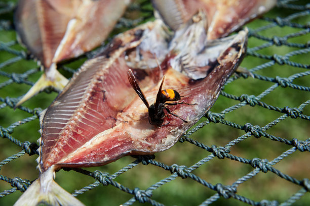 太阳下的鱼晒在网上用Vespa affinis图片下载