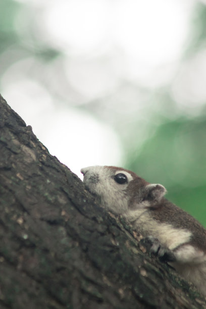 Finlayson的松鼠会爬树图片下载