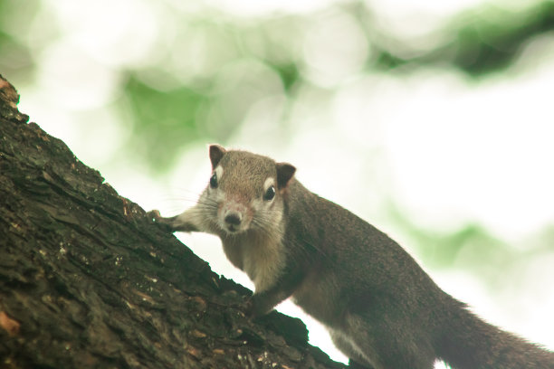 Finlayson的松鼠会爬树图片下载