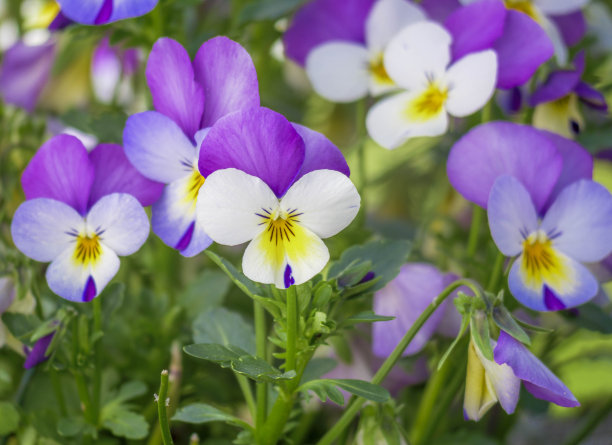 中提琴三色，野生三色堇图片下载