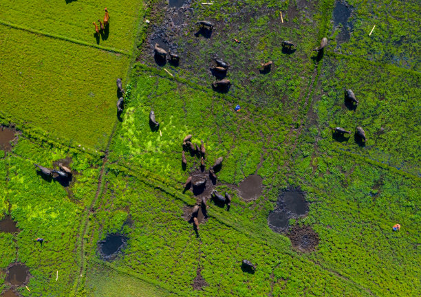 鸟瞰图，绿色的草地和宁静的水牛在乡村图片下载