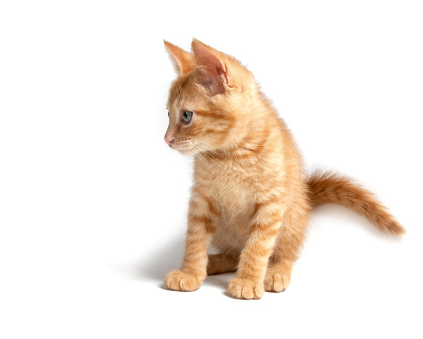 工作室里的猫图片下载