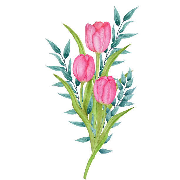 粉色郁金香花水彩画。图片下载