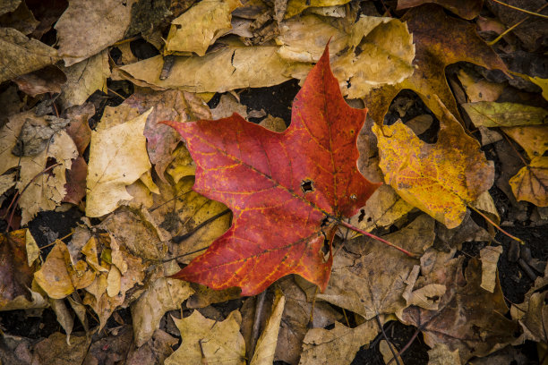 生机勃勃的秋叶图片下载
