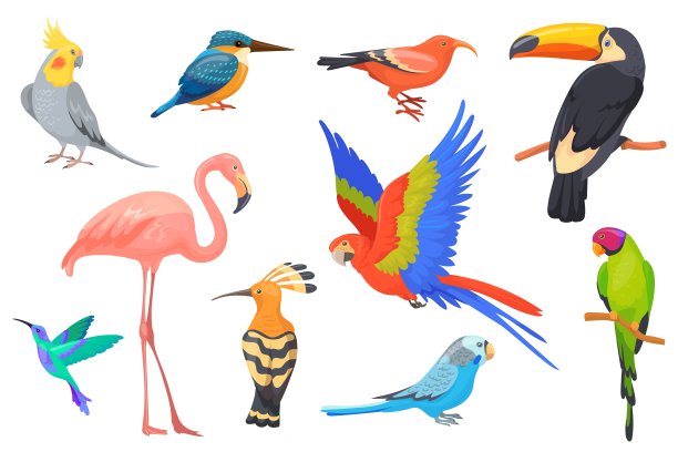 野生动物夏威夷鸟。异国风情的美丽鸟热带天堂丛林巴西或哥伦比亚，金刚鹦鹉长尾小鹦鹉巨嘴鸟蜂鸟火烈鸟绘画鹦鹉集合整齐的矢量插画图片下载