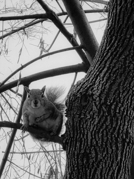 黑白相间的松鼠图片下载