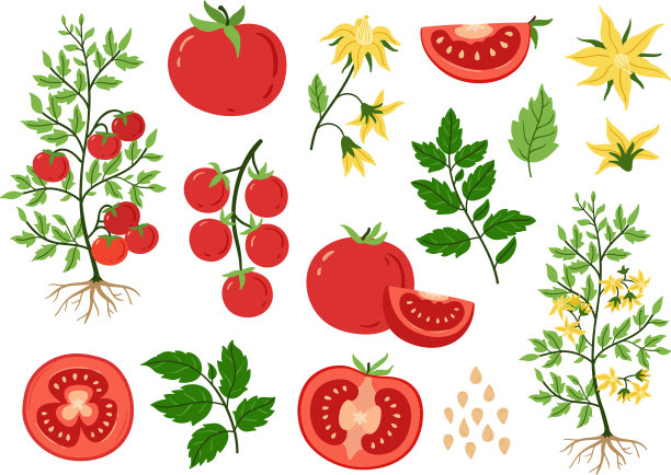 红番茄果实，植物和种子开花和图片下载