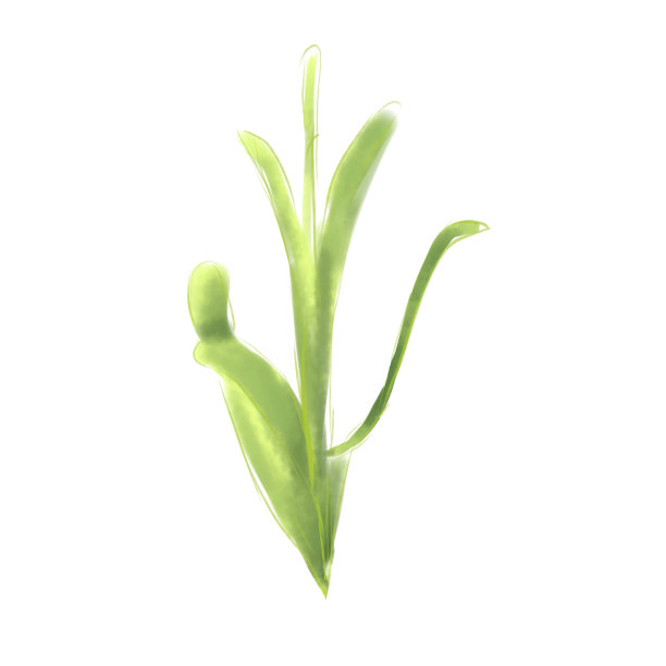 薰衣草叶，水彩数字插画图片下载