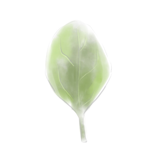 梨树树叶，水彩数字插画图片下载