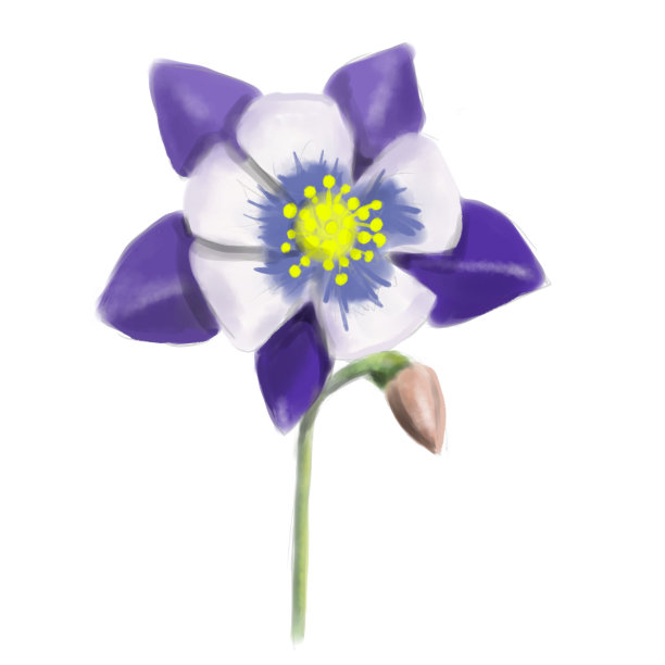 耧斗菜花，写实水彩插画图片下载