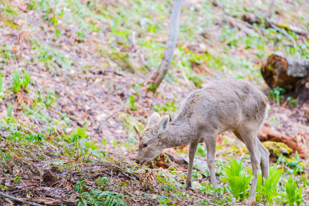 森林中的北海道梅花鹿图片下载