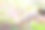 森林中的北海道梅花鹿图片下载
