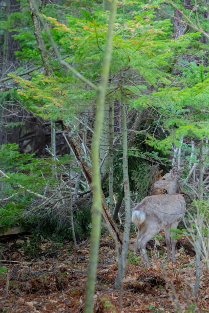 森林中的北海道梅花鹿图片下载