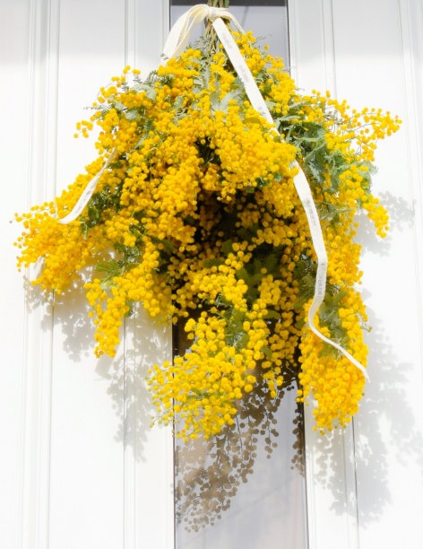 墙上挂着干的含羞草花。图片下载